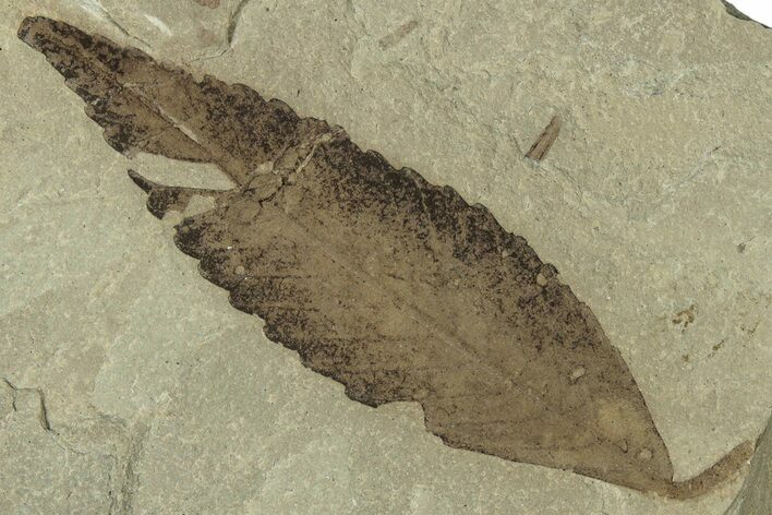 Fossil Leaf (Cedrelospermum) - Green River Formation, Utah #323367